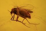 Fossil Fly (Diptera) In Baltic Amber #90853-1